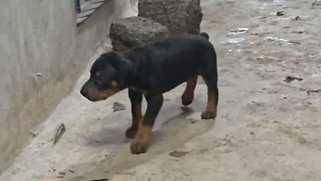 Doberman Pinscher Puppy, farm video