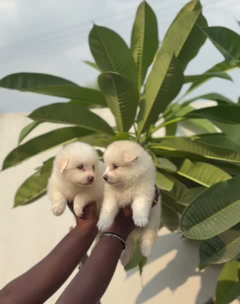 Pomeranian Puppy, farm video