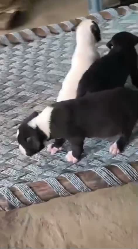 Pitbull Terrier Puppy, farm video