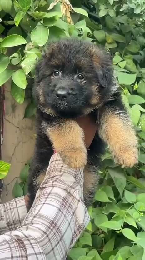German Shepherd Puppy, farm video
