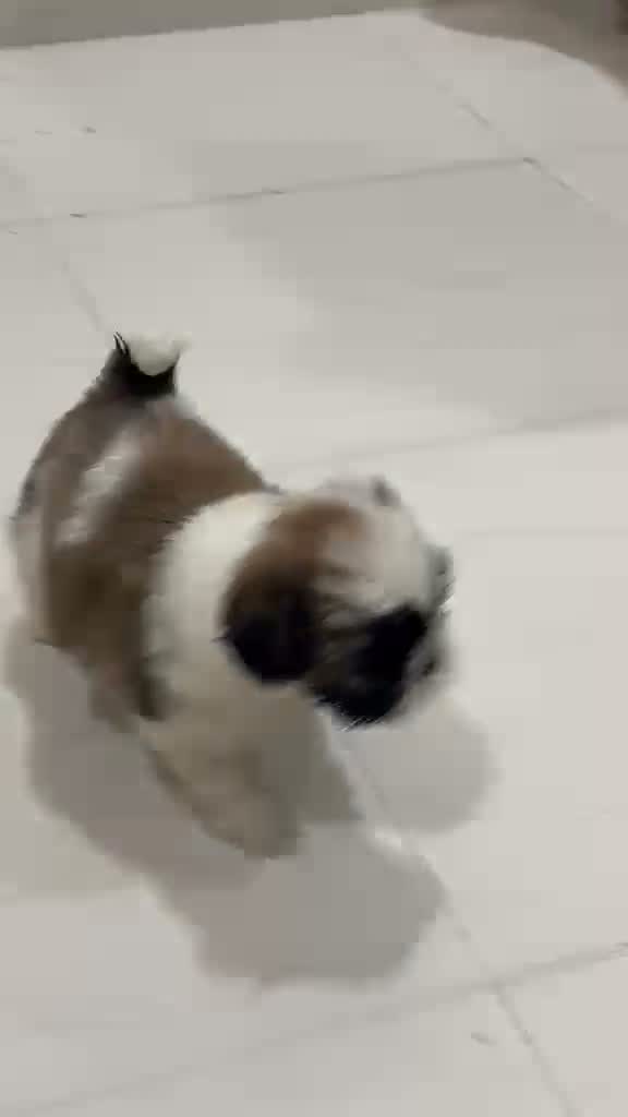 Shih Tzu | Black Color, farm video