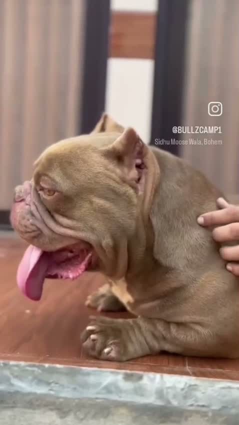 American Bully Pocket Size Puppy, farm video