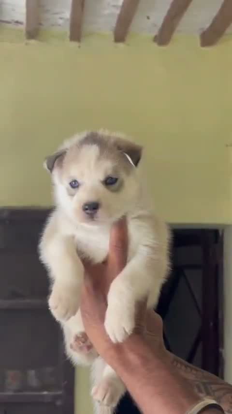 Siberian Husky Puppy | Black & White Color, farm video