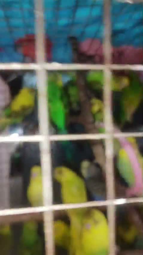 Budgies | Fallow, farm video
