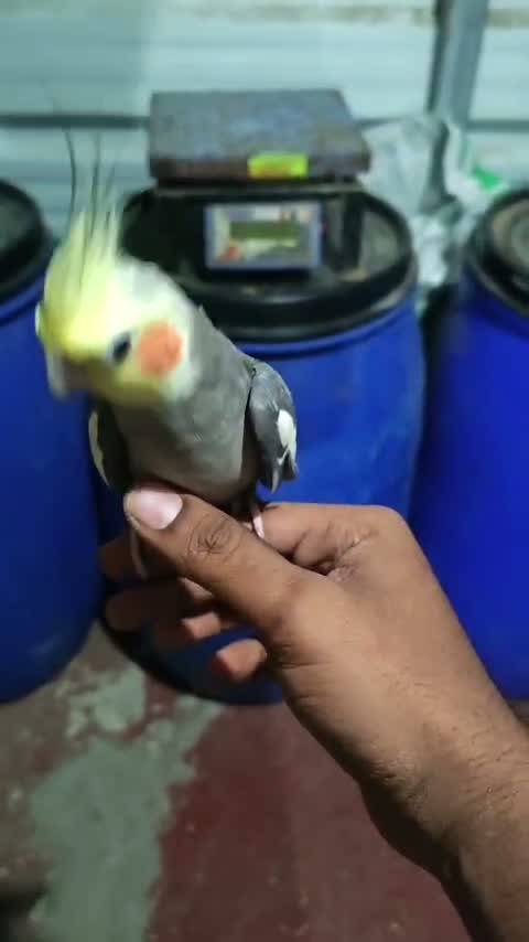 Cockatiel, farm video