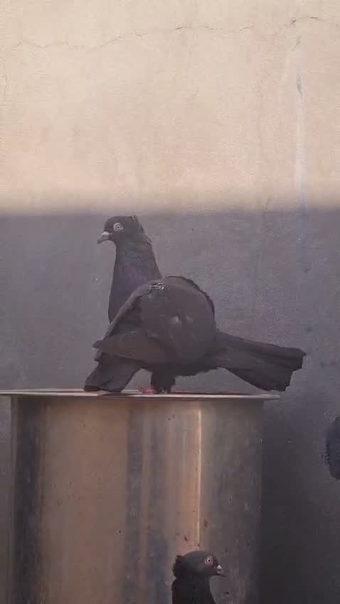 Fantail Pigeon, farm video