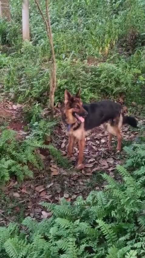 German Shepherd Puppy, farm video