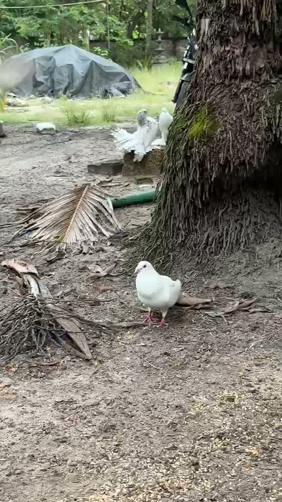 Fantail Pigeon, farm video