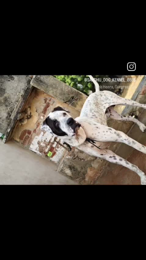 American Bully Pocket Size Puppy, farm video