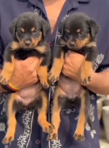 Rottweiler Puppy, farm video