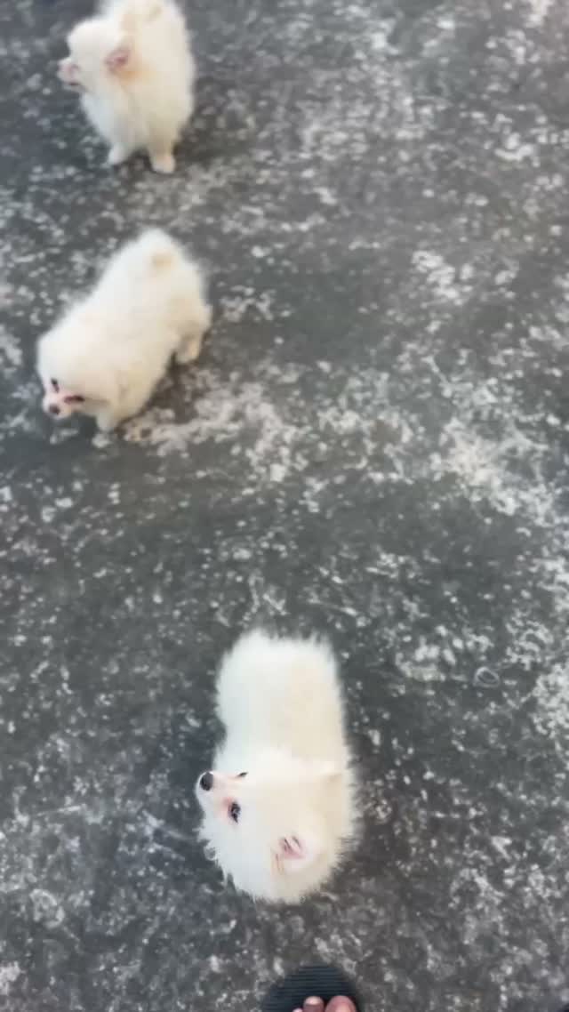 Toy Poodle Puppy, farm video