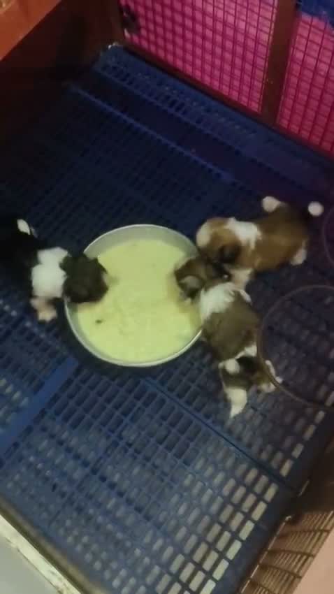 Shih Tzu | Black Color, farm video