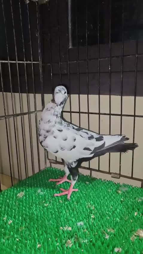 Fantail Pigeon, farm video