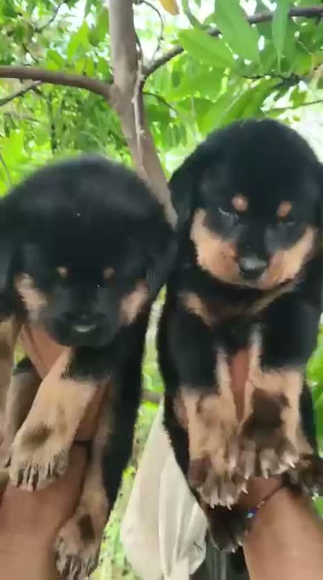 Rottweiler Puppy, farm video