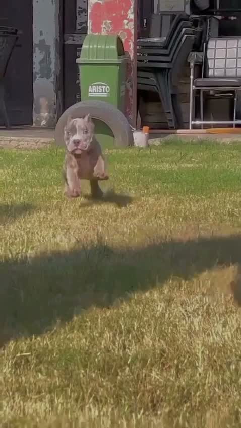 American Bully Pocket Size Puppy, farm video