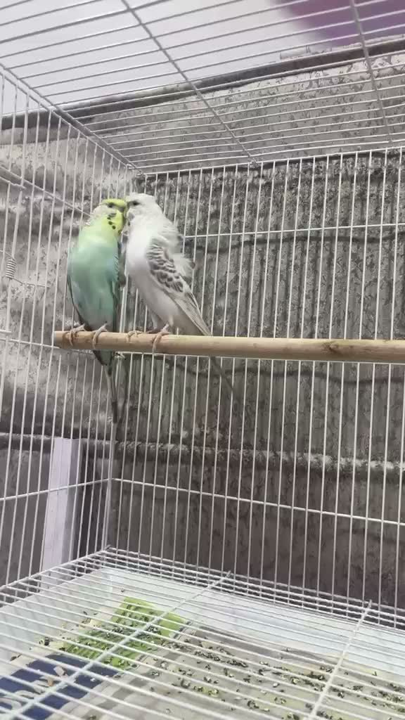 Fantail Pigeon, farm video