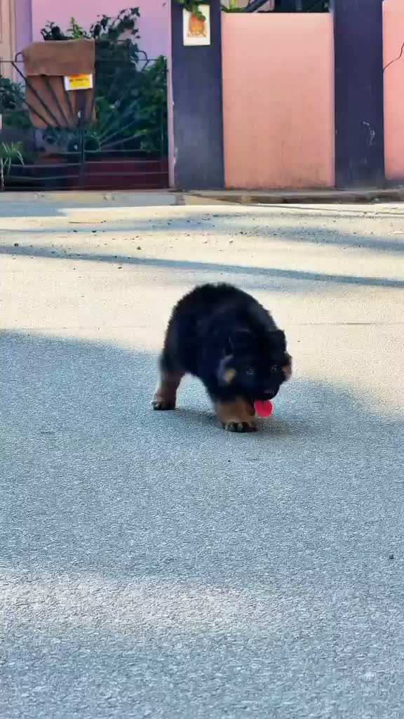 German Shepherd Puppy, farm video