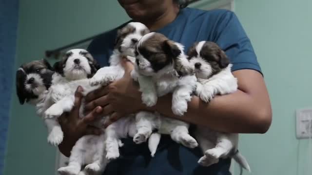 Shih Tzu | Black Color, farm video