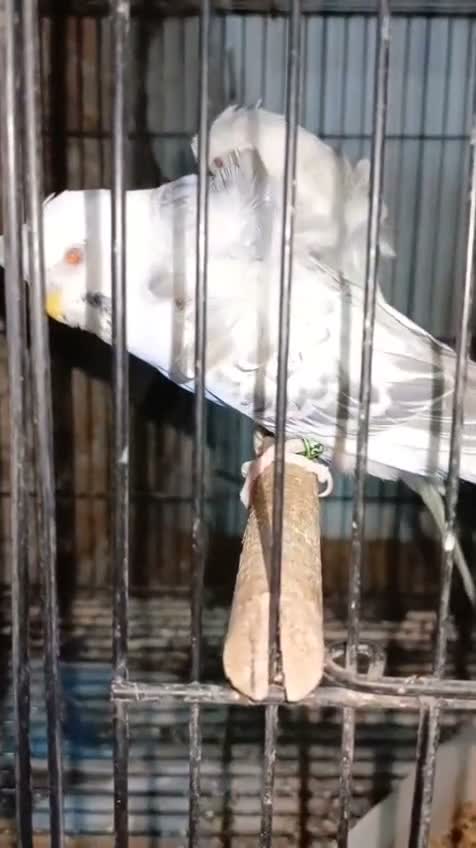 Tumbler Pigeon, farm video