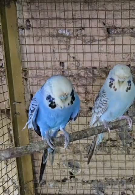 Budgies | Fallow, farm video