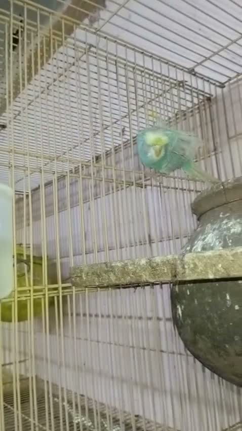 Hogoromo Budgies, farm video