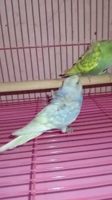 Hogoromo Budgies, farm video