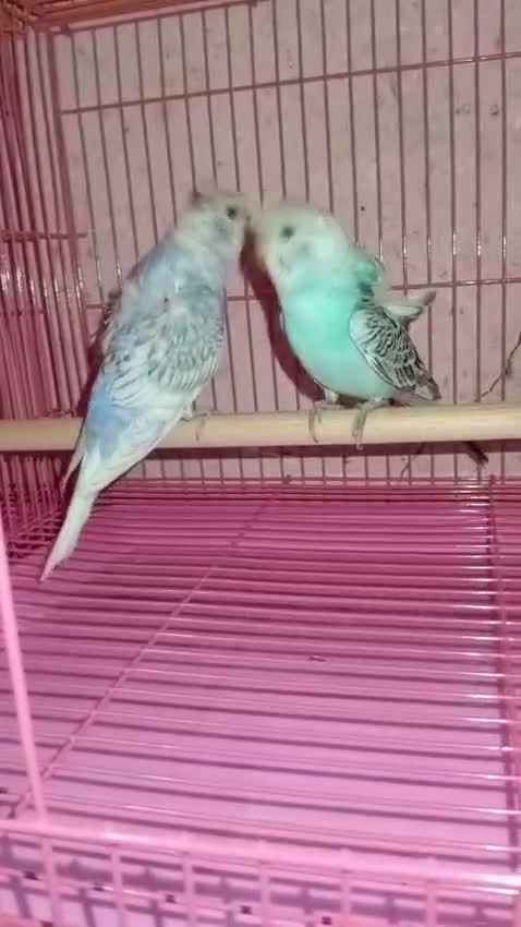 Hogoromo Budgies, farm video