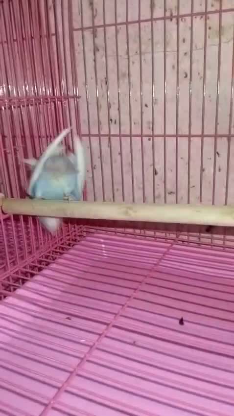 Hogoromo Budgies, farm video