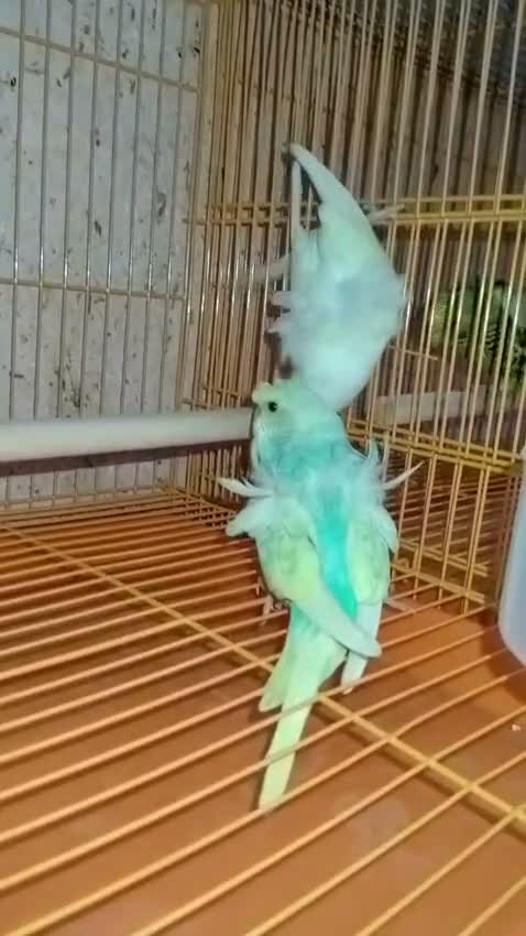 Hogoromo Budgies, farm video