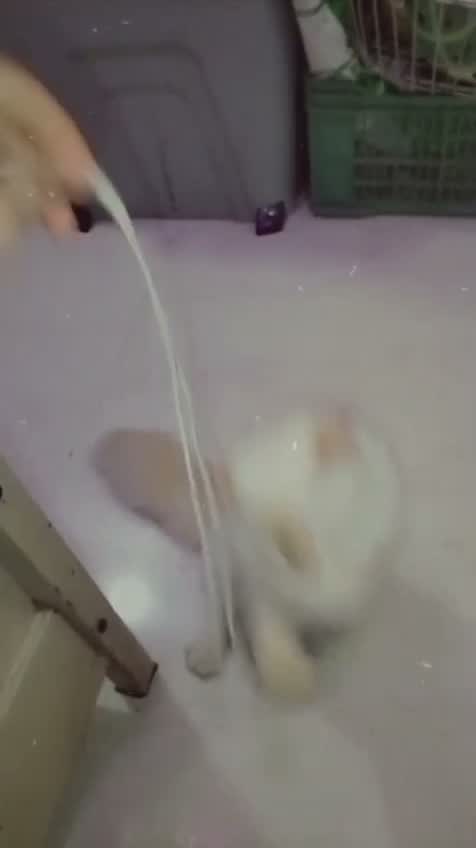Himalayan Kittens, farm video