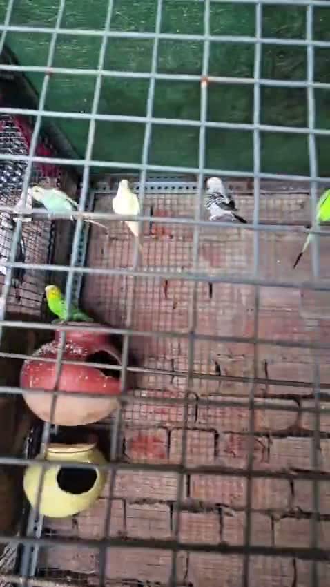 Holland Budgies, farm video