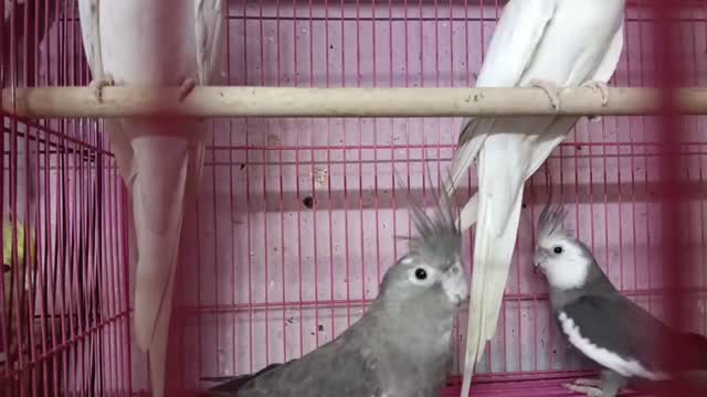 Cockatiel | Pied, farm video