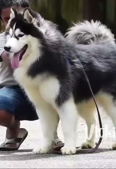 Siberian Husky Puppy | Black & White Color, farm video