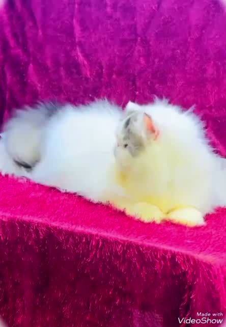 Persian, farm video