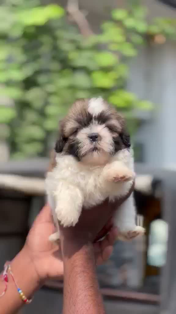 Shih Tzu | Black Color, farm video