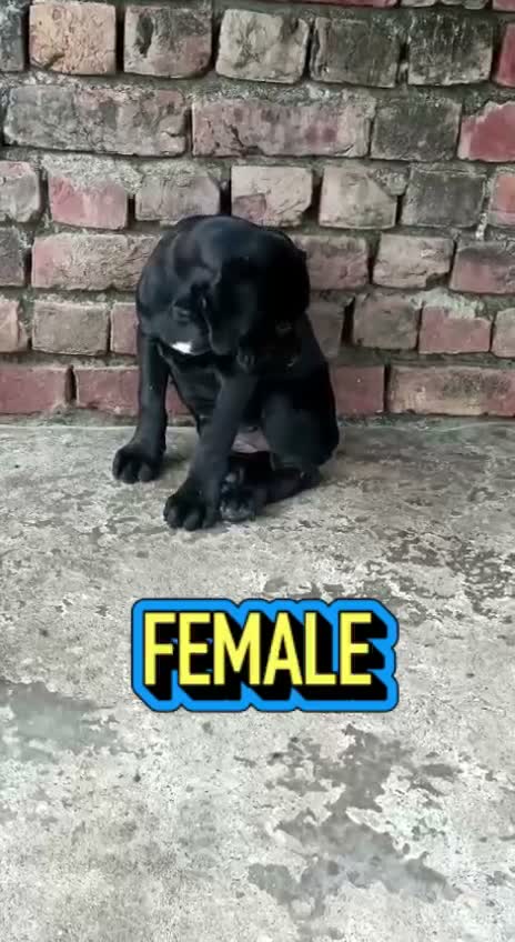 Dachshund Puppy | Brown, farm video