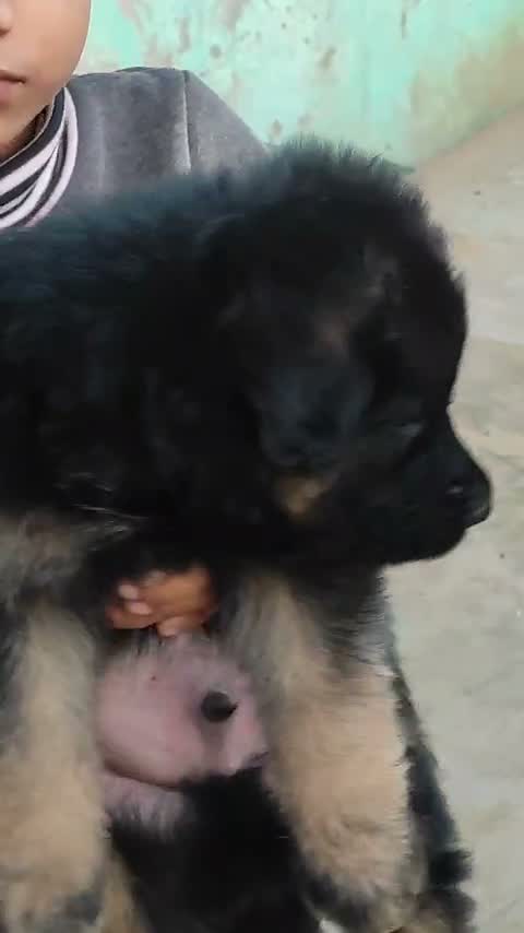 German Shepherd Puppy, farm video