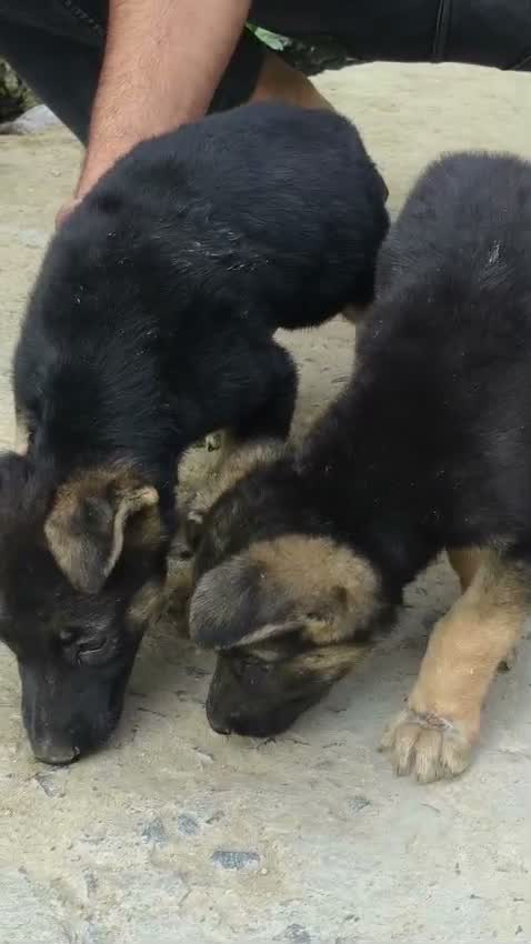 German Shepherd Puppy, farm video