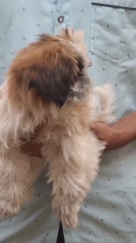 Dachshund Puppy | Brown, farm video