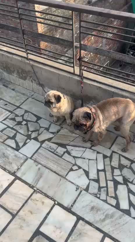 Pug Puppy, farm video