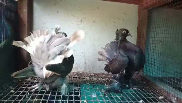 Fantail Pigeon, farm video