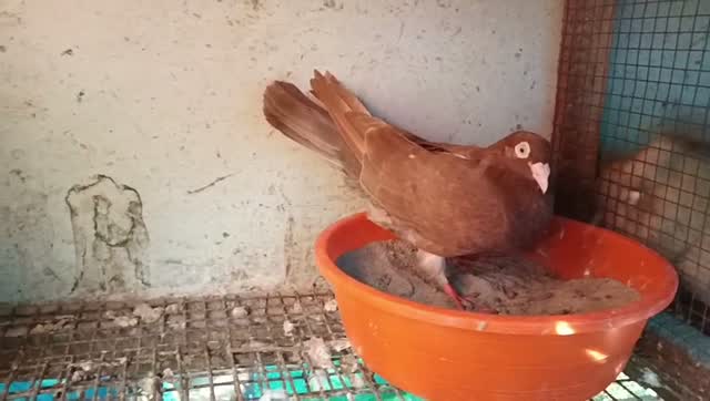 Dachshund Puppy | Brown & Tan, farm video