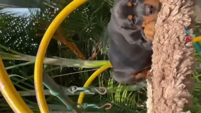 Rottweiler Puppy, farm video
