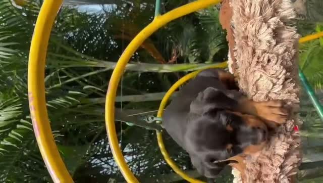 Rottweiler Puppy, farm video