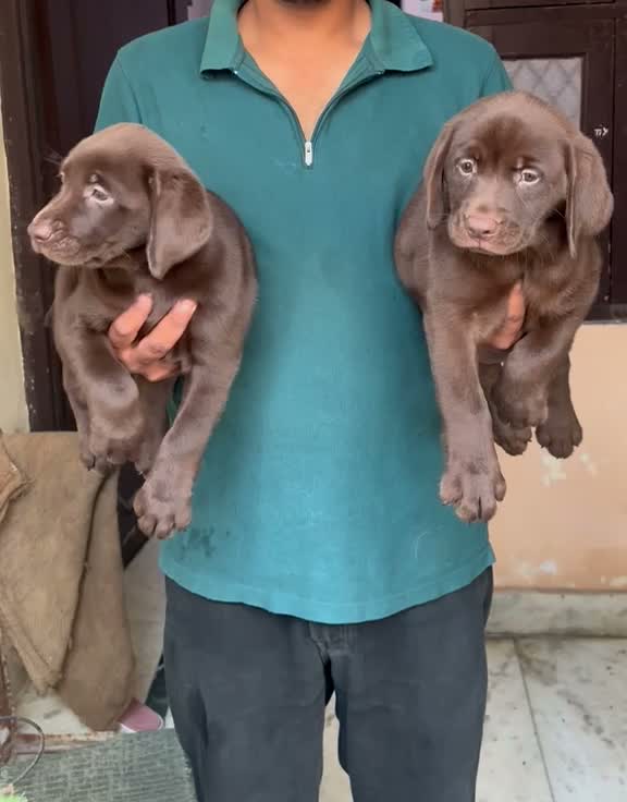 Beagle Black & Tan Puppy, farm video