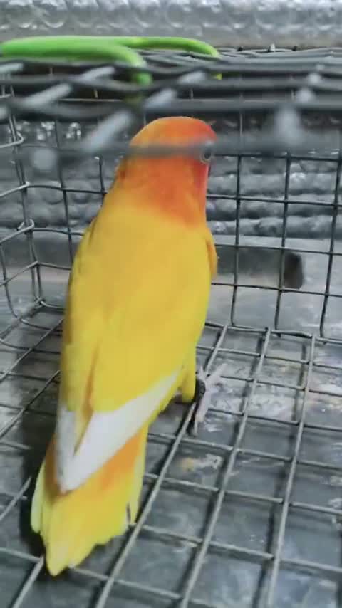 African Love Birds | Opaline, farm video