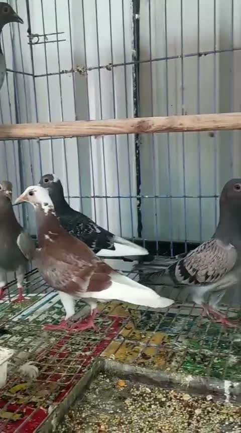 Fantail Pigeon, farm video