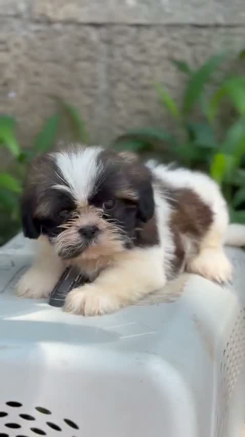 Shih Tzu | Black Color, farm video