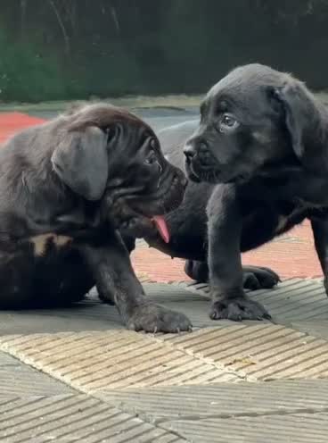 Cane Corso Puppy | Blue, farm video