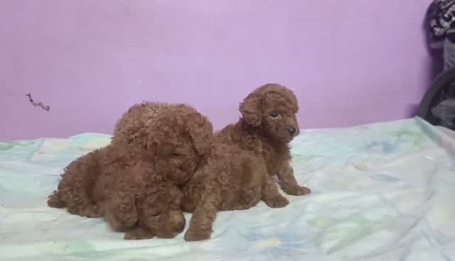 Standard Poodle Puppy, farm video